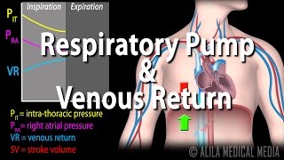 How Respiratory Pump Affects Venous Return Animation [upl. by Nared]