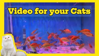 8 HOURS of 4K HDR Aquarium for Cats 😻🐟 Fish Swimming for Cat Relaxation amp Entertainment  60fps [upl. by Elysha]