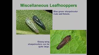 Module23 Leafhopers Planthoppers 2019 [upl. by Nodababus]