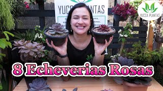 8 MARAVILHOSAS Echeverias Rosas [upl. by Uta926]