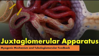 Juxtaglomerular Apparatus Myogenic Mechanism and Tubuloglomerular Feedback [upl. by Saint]