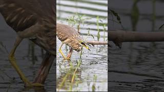 Squacco heron A scene of bird fishing nature youtubeshorts [upl. by Clarkin]