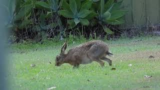 Hare Hervey Bay Qld [upl. by Kirat]