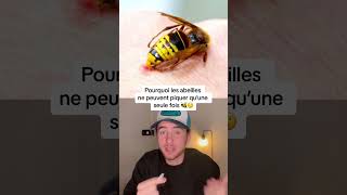 POURQUOI LES ABEILLES NE PEUVENT PIQUER QU’UNE SEULE FOIS [upl. by Neurath]