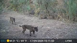 Fototrampeo Impresionantes imagenes de Lince Iberico [upl. by Hocker299]