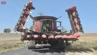 CASE IH CHROME EDTION 9250 Combine Harvesting Corn [upl. by Free]