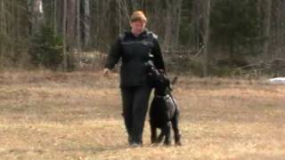 Giant Schnauzer Gigabit Full Firewall training Obedience [upl. by Whitaker]