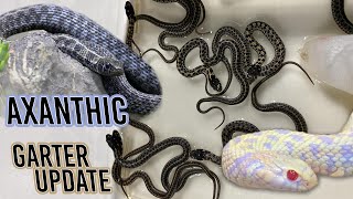 Oneofakind AXANTHIC Garter Snake UPDATE [upl. by Sherri]