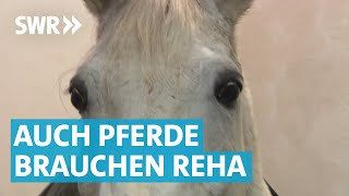 Herzensprojekt Pferdepension mit Rehastall in Welzheim [upl. by Nial]