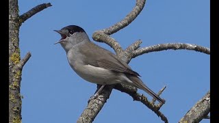 4K Fauvette à Tête Noire chant [upl. by Gaby]