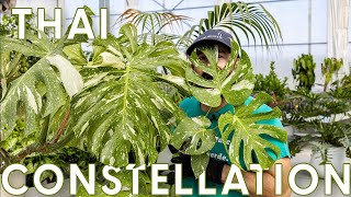 Monstera variegata quotThai Constellationquot cura e coltivazione di una pianta rara [upl. by Soilissav]