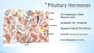 Hypothalamus Part 2 [upl. by Birck]