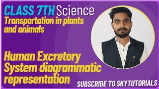 Transportation in humans Human Excretory System diagrammatic representation humanexcretorysystem [upl. by Eceinaj]