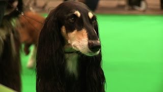 City of Birmingham 2015 Dog Show  Hound group [upl. by Ramsey]