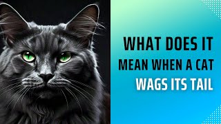 What Does it Mean When a Cat Wags its Tail [upl. by Kwang887]