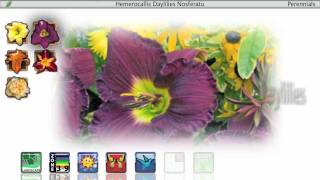 Proven Winners® Gardener Channel Proven Winners® Hemerocallis Daylilies [upl. by Natanoy656]