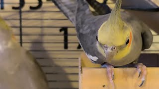 November 242024 cockatiel birdsounds [upl. by Notsirhc]