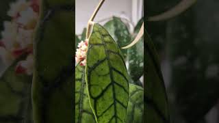 Хойя Калистофила Калимантан в цвету hoya plant hoyaplant [upl. by Yeslah831]