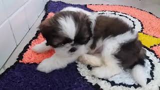 Shih Tzu Filhote 45 dias Fofo Acabou de Chegar em Nossa Casa [upl. by Scott614]