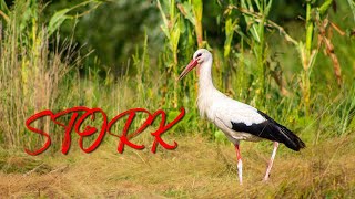 How Stork Sounds  White stork sounds from [upl. by Niveek509]