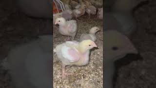 Mycoplasma Synoviae chicken birds farming [upl. by Aneroc244]