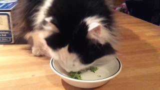 The Oreo Cat Broccoli gremlin [upl. by Annaek]