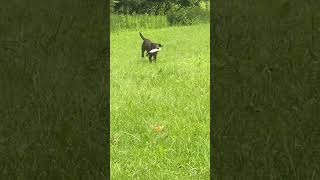 Building desire with play retrieves for Axe huntingdogtraining retrievertraining [upl. by Kuhn]