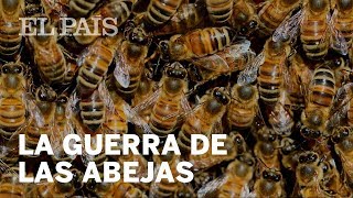 La guerra de las abejas  Ciencia [upl. by Huesman]