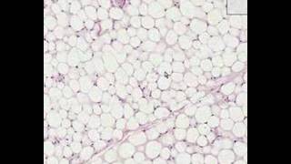 Shotgun Histology Adipose Tissue [upl. by Tiras151]