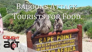 Cape Baboons attack Tourists for food [upl. by Aarika]