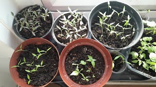 How to Germinate green chilli seeds how to grow chilli plants at home UK 202324 [upl. by Paule506]