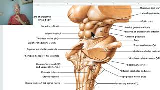 Anatomy of CNS Module in Arabic 2024 Metathalamus by Dr Wahdan [upl. by Anett912]