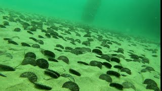 Underwater Tour of Redondo Beach Fishing Pier Fishermans Wharf 4KHD [upl. by Acile]