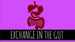 Exchange In The Gut  Adaptations  GCSE Biology [upl. by Bozuwa]