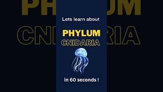 Phylum Cnidaria Characteristics  shorts biology biologyconcept AnimalKingdom 11thclassbiology [upl. by Hyacinthie]