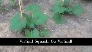 Vertical Squash Go Vertical [upl. by Kariv]