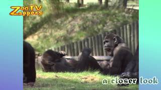 Zoo Safari  birth of a baby Gorilla [upl. by Yesiad]