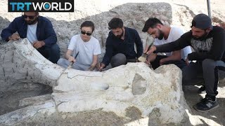 Mammoth Fossil 75Myearold remains discovered in Turkey [upl. by Nyletak317]