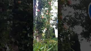 Beautiful roses in the filarmonia park relaxing nature asmr Azerbaijan Baku rose роза [upl. by Alphard]