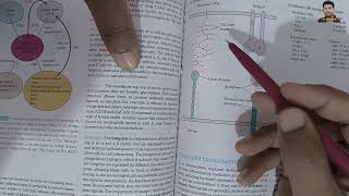 Chapter 15  Leukocyte Migration and Inflammation [upl. by Weber146]