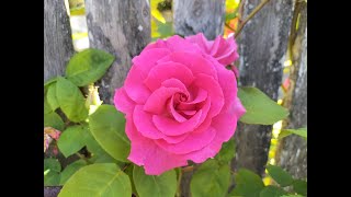 How to Prune a Climbing Rose Trish The Gong Gardener [upl. by Hirsh]