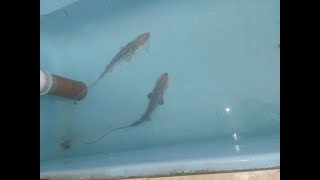 Large Amu Darya shovelnose sturgeons Nukus Balyk fish hatchery Nukus Uzbekistan 01112024 [upl. by Ysus]