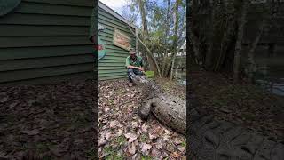 American Crocodile Chows Down gatorland crocodile americancrocodile [upl. by Nrojb]