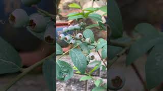 Rabbiteye Blueberry Year 2 in Pot Oregon June 29 2024 shorts shortsvideo blueberry fruit [upl. by Sylirama560]