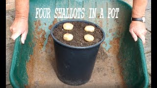 Grow Shallots or Green Onions in Pots or Buckets [upl. by Per]