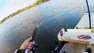 This Bait Gets It Done for BIG Catfish [upl. by Ydac764]