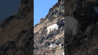 Alaskan Mountain Goat [upl. by Gnilsia]