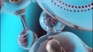 How invitro Fertilization IVF Work  process ZIFT Zygote Intra Fallopian Transfer  workexam [upl. by Rimma858]