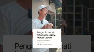 Merpati betina bisa merubah karakter merpati jantan tjanbilly merpatikolong [upl. by Enilamme]