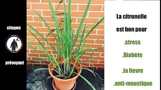 La Citronnelle utilisation et bienfait au naturel [upl. by Anecuza]